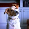 Uptown, Downtown: Riding the Canine Cabs!